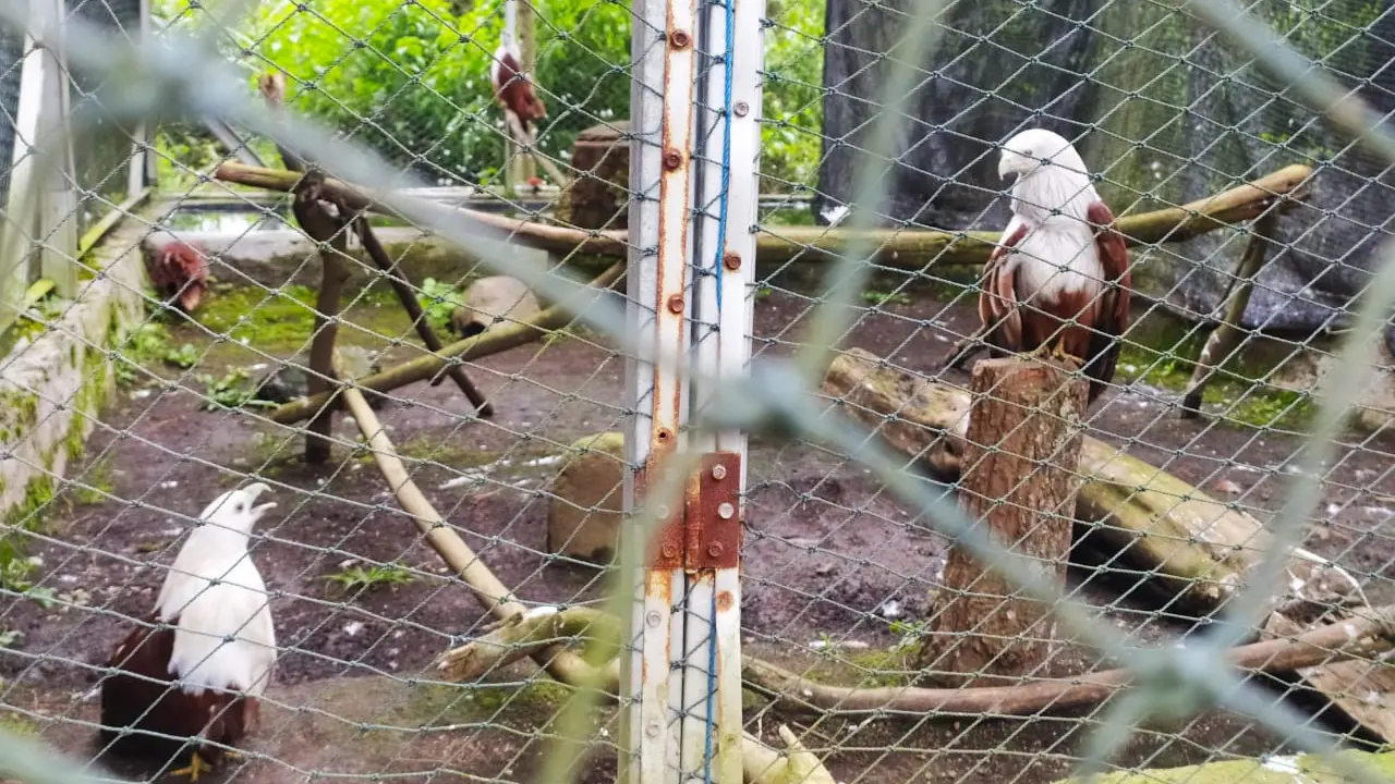 Beberapa ekor elang yang berhasil dievakuasi PKEK Kamojang yang berasal dari penyerahan warga di sekitar Jawa Barat.