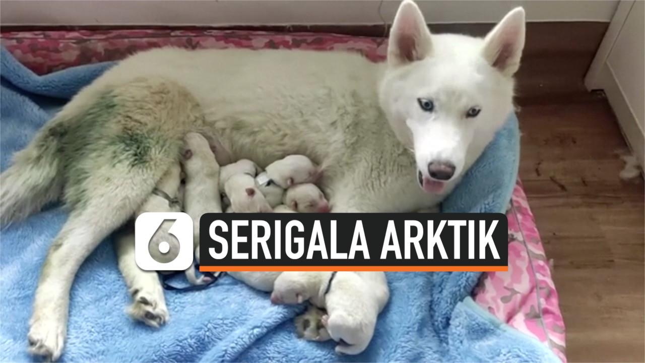VIDEO: Serigala Arktik Langka Lahirkan 8 Anak di Guangxi Zhuang