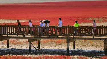 Orang-orang mengunjungi Pantai Merah di Panjin, provinsi Liaoning timur laut China (27/8/2021). Pantai Merah dinamakan demikian karena tanaman suaeda salsa yang tumbuh di lanskap rawa. (AFP/STR)