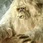 Ilustrasi Yeti (Wikimedia/Wanida.w)