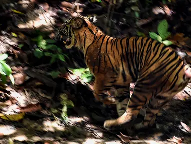 Foto yang diambil pada 20 Juni 2020 memperlihatkan seekor Harimau Sumatra liar berjenis kelamin betina berlari keluar dari kerangkeng besi saat proses pelepasliaran di kawasan Taman Nasional Gunung Leuser (TNGL), Aceh. (CHAIDEER MAHYUDDIN / AFP)