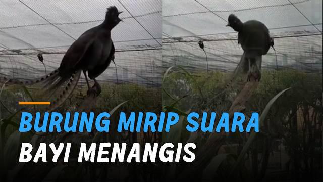 Suara unik seperti bayi menangis ditunjukkan oleh seekor burung berjenis Lyrebird yang berada di kebun binatang Taronga, Sydney.