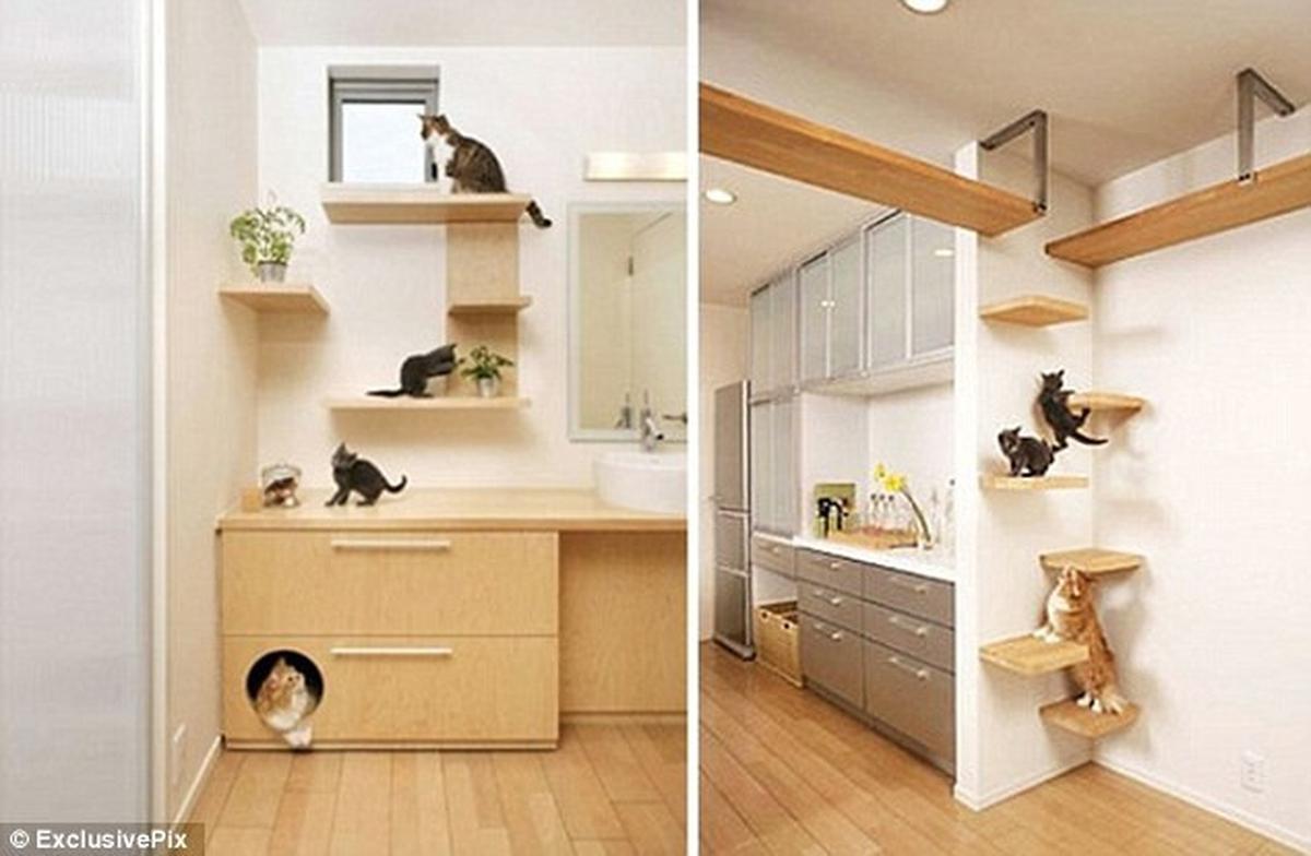 Rumah kucing