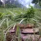 Ganja di pegunungan Aceh Besar