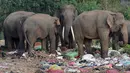 Kawanan gajah liar mencari makan di tumpukan tempat pembuangan sampah terbuka Desa Digampathana, Sri Lanka, Sabtu (19/8). Gajah dihormati dalam ajaran Buddha, agama mayoritas di Sri Lanka, dan dilindungi oleg undang-undang. (LAKRUWAN WANNIARACHCHI/AFP)