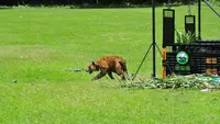 Seekor harimau Sumatera saat dilepasliarkan di hutan kawasan Tambling Wildlife Nature Conservation (TWNC), Lampung, Selasa (3/3/2015). TWNC melepasliarkan 2 harimau sumatera untuk meningkatkan populasi harimau yang mulai terancam punah. (Courtesy of TWNC)