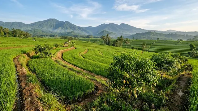 Pohon Buah yang Cocok Ditanam di Pematang Sawah
