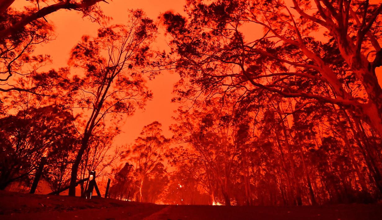 Langit sore bersinar kemerahan akibat kebakaran hutan di daerah sekitar kota Nowra, negara bagian New South Wales, Australia, Selasa (31/12/2019). Akibat kebakaran ini, ribuan wisatawan dan penduduk lokal mengungsi ke wilayah pantai di Australia tenggara. (AFP/Saeed Khan)