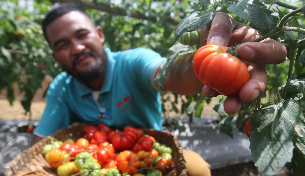 Petani binaan PT East West Seed Indonesia (Ewindo) memanen tomat saat Expo Nasional Cap Panah Merah di Jawa Barat, Jumat (5/5). Sebanyak 700 petani hadir dalam acara expo tersebut. (Liputan6.com/Istimewa)