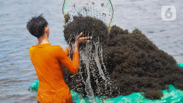 Rumput laut anjlok harganya