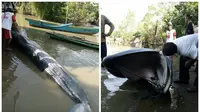 Paus Mati di Perairan Kalbar Hebohkan Warga
