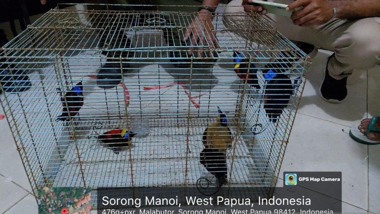 Fakta Unik Cenderawasih! BBKSDA Gagalkan Penyelundupan 24 Satwa Endemik Papua di Sorong