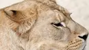Bayi singa berber (Panthera leo leo) bersama induknya, Khalila, di kandang kebun binatang Dvur Kralove, Rep. Ceko, Senin (8/7/2019). Singa yang dikenal juga dengan nama singa atlas atau singa nubia, adalah subspesies dari singa yang telah punah di alam liar sekitar abad ke-20. (AP/Petr David Josek)