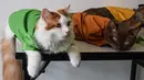 Dua kucing mengenakan pakaian untuk hari raya Idul Fitri terlihat di sebuah apartemen di Shah Alam, di pinggiran Kuala Lumpur (5/5/2021). Toko Meowku penjualannya melonjak karena orang-orang merawat hewan peliharaannya. selama pandemi virus corona. (AFP Photo/Sam Reeves)