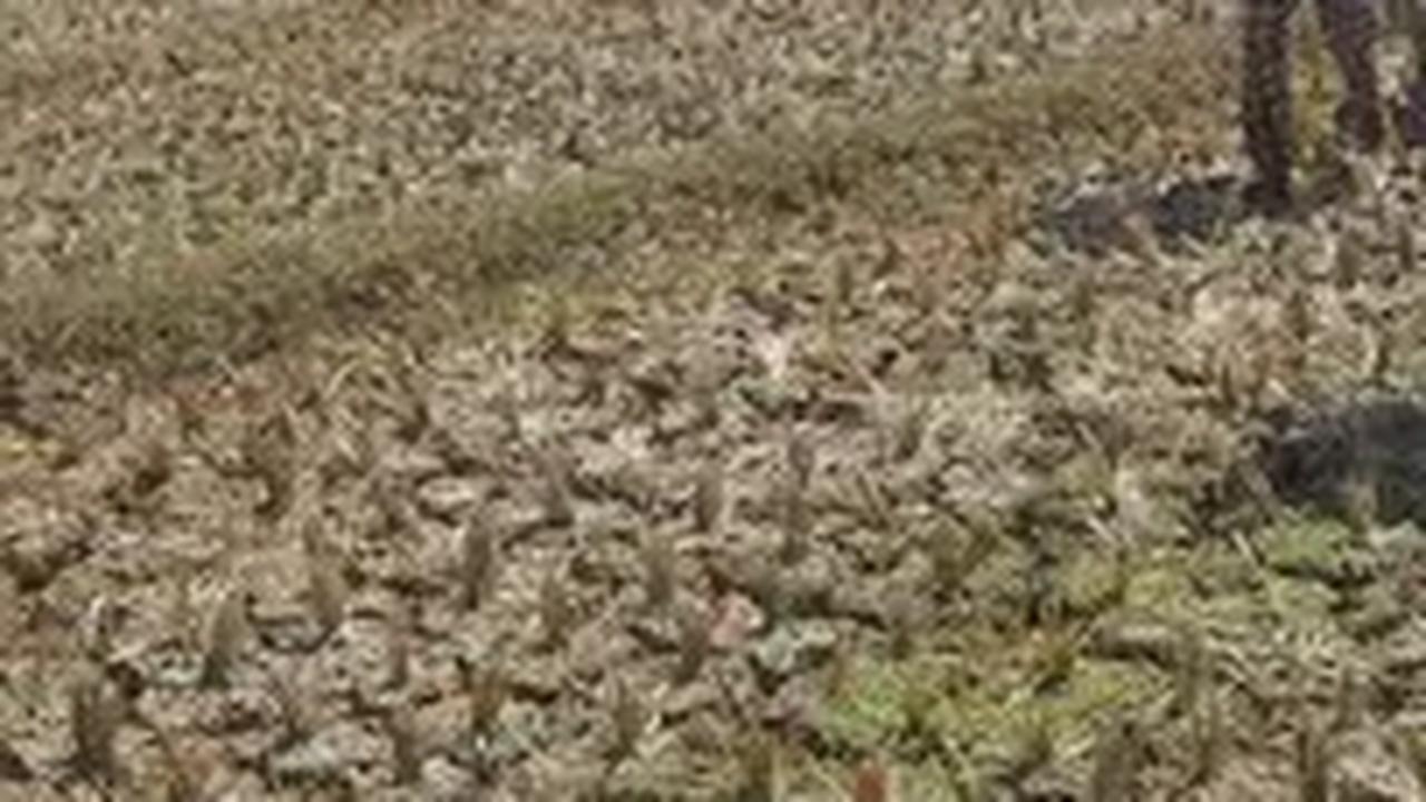 Di Kabupaten Tegal sendiri, ada tiga kecamatan yang mengalami kekeringan ekstrem yaitu Kecamatan Jatinegara, Suradadi, dan Warureja.