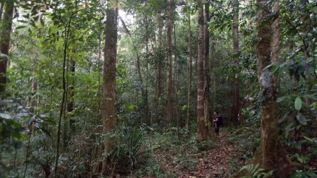 Suasana pendakian di Gunung Rumput. (Dok: https://www.gunungbagging.com/berumput/)