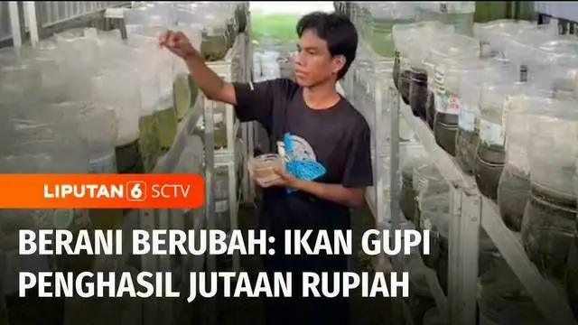 Siapa sangka. hobi bisa jadi peluang bisnis. Lewat kecintaannya akan ikan hias, Ahmad Taufiq Sholeh asal Kabupaten Sleman memanfaatkan galon bekas untuk budi daya ikan gupi. Berkat kegigihannya, usahanya membuahkan cuan setiap bulannya. Inilah Berani...