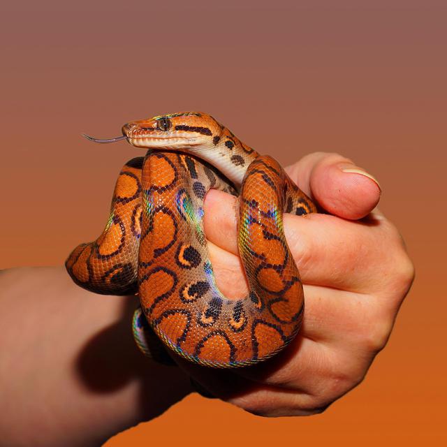 Rainbow Boa