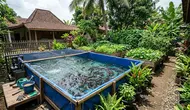 Trik Budidaya Lele Rumahan supaya Kolam Tetap Produktif Tanpa Sering Ganti Air Total