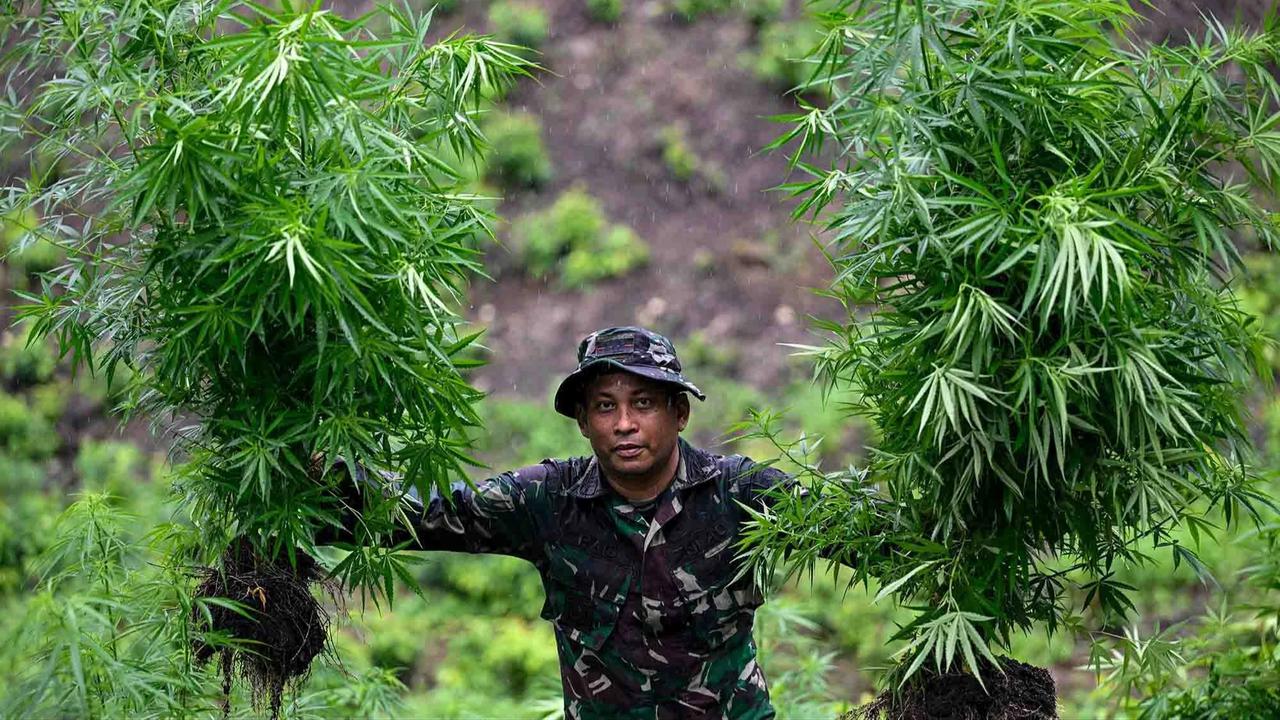 FOTO: TNI AD Bongkar Ladang Ganja di Pegunungan Aceh Besar
