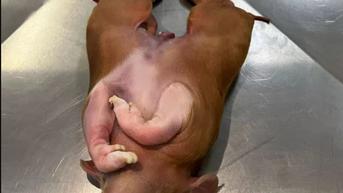 Anak Babi Mutan Lahir dengan Dua Badan Satu Kepala Bikin Ilmuwan Bingung