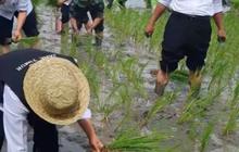 Sengit, Ibu Gubernur Lomba Tanam Padi lawan Menteri Pertanian di Sawah, Siapakah Pemenangnya?