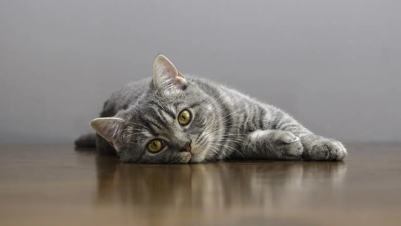 Kucing sakit