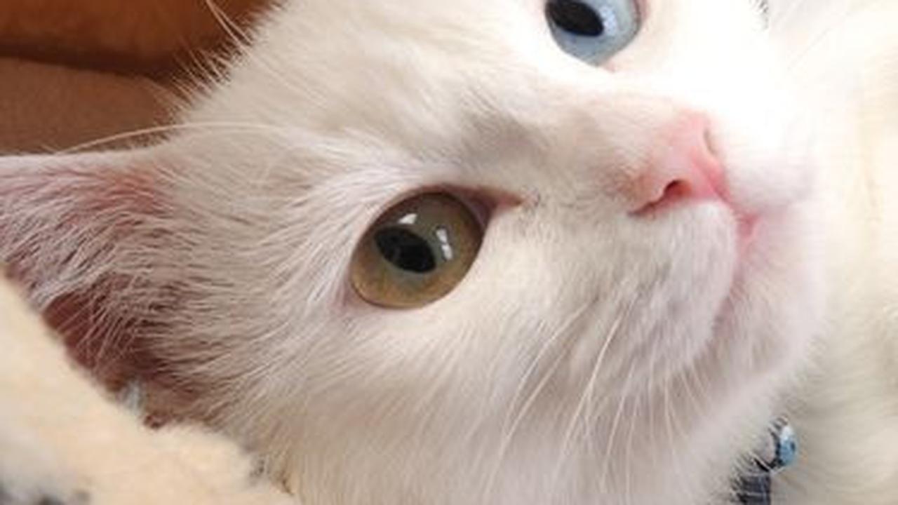 Nama Kucing Lucu dan Menggemaskan