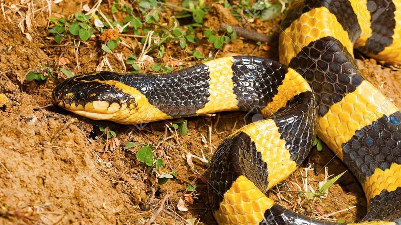 Ular Banded Krait