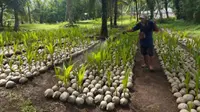 Hilirisasi Perkebunan, Kementan Siap Salurkan 39.861 Bibit Kelapa untuk Petani di Sulut