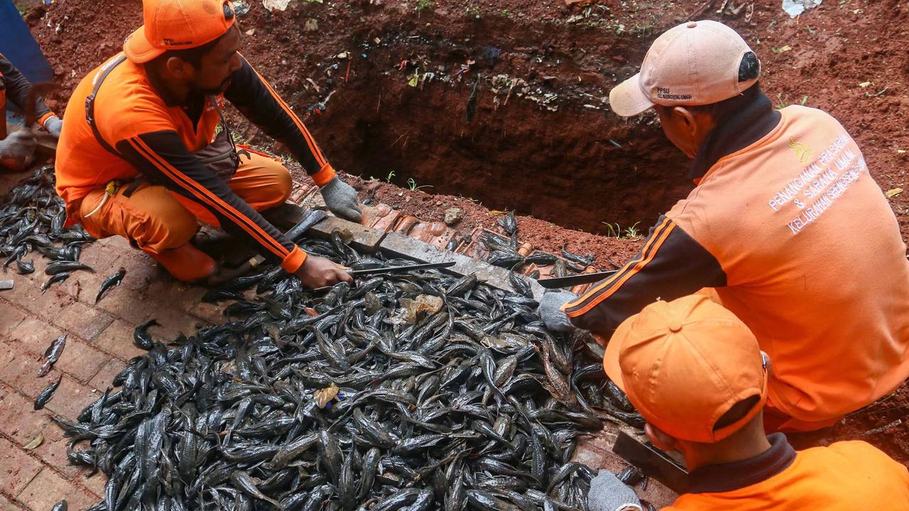 FOTO: TNI AL Bantu  Memusnahkan Ikan Sapu Sapu di Setu babakan