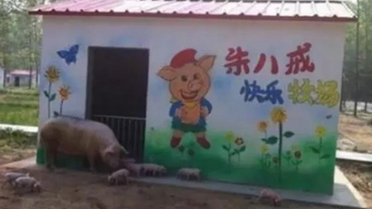 Unik, Desa Ini Hanya Boleh Dihuni Babi