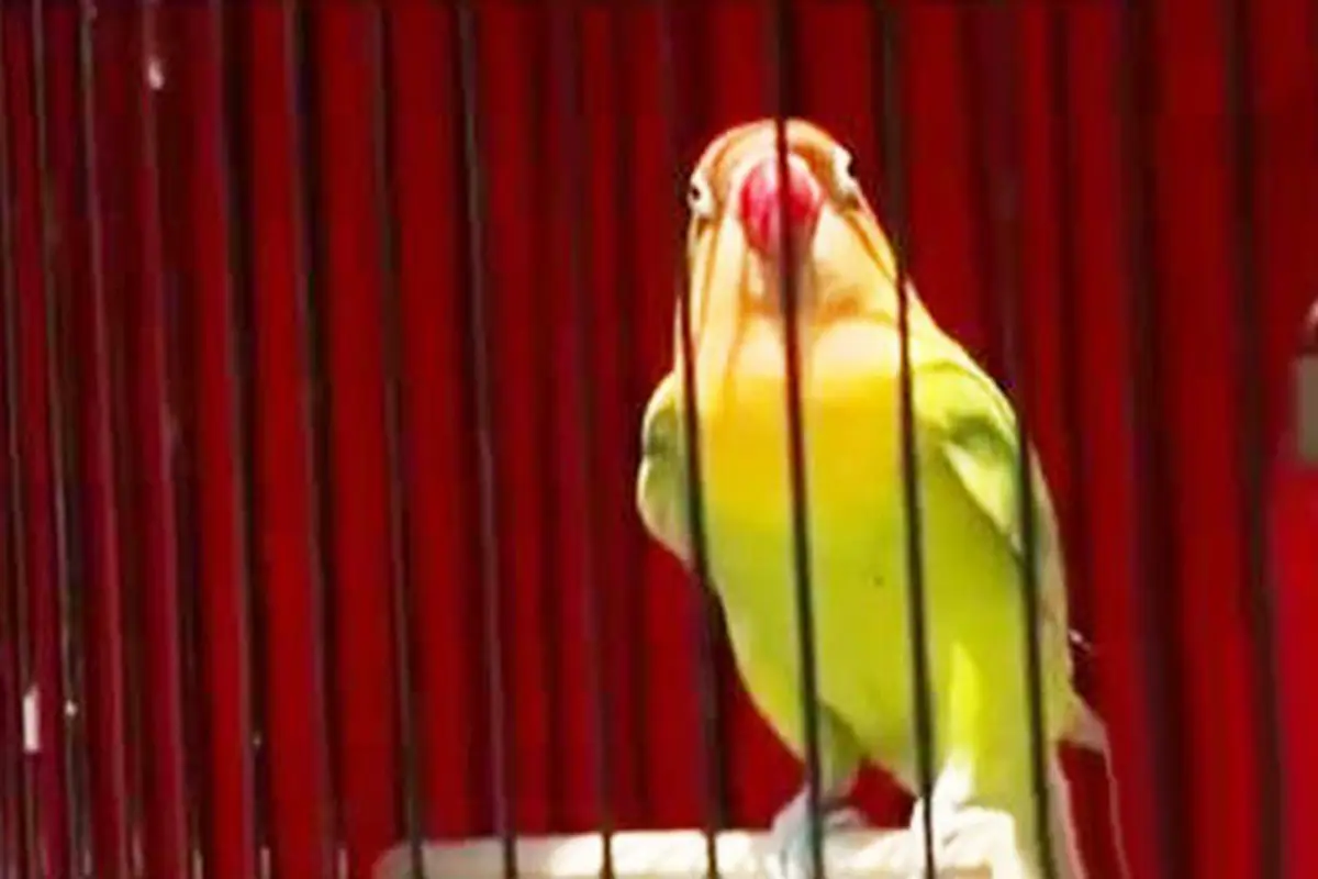 Potret Menembus Batas: Bersahabat dengan Burung Berkicau