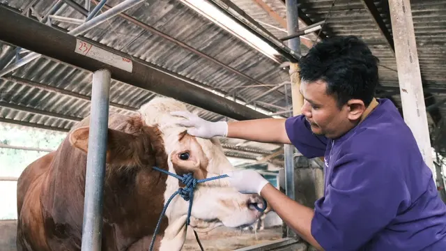 Petugas DKP3 Kota Depok mengecek kesehatan hewan kurban untuk Idul Adha di Kota Depok.