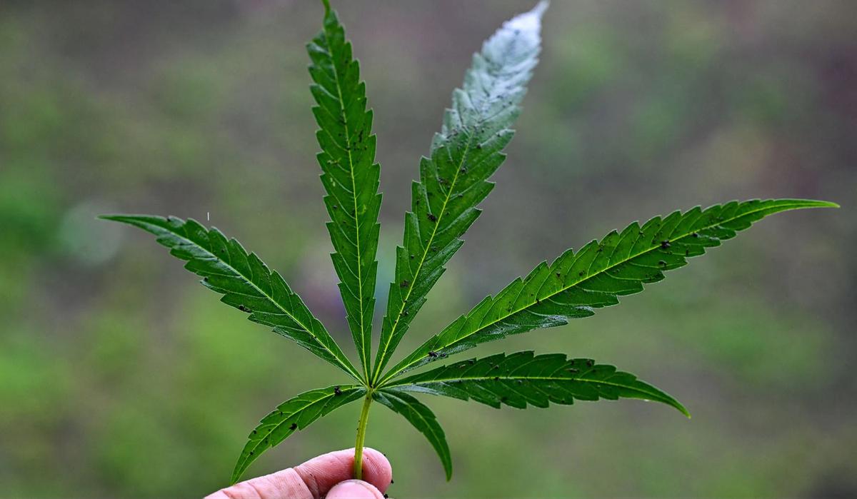 FOTO: TNI AD Bongkar Ladang Ganja di Pegunungan Aceh Besar