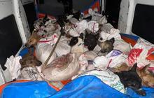 Kronologi Penyelundup 35 Ekor Anjing untuk Dikonsumsi di Banyumas