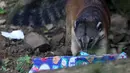 Sebuah nasua, juga dikenal sebagai coati, cusumbo dan nama lain, mencoba membuka kotak setelah hewan di kebun binatang Cali menerima hadiah makanan sebagai bagian dari perayaan Natal tradisional, di Kolombia pada Senin (20/12/201). (Paola MAFLA / AFP)