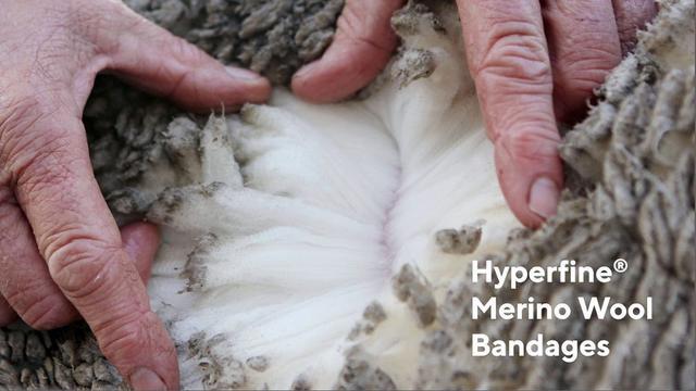 Bulu wol Domba Merino