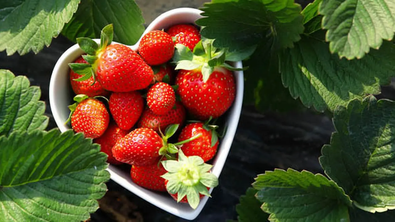 Foto: copyright Shutterstock.com
