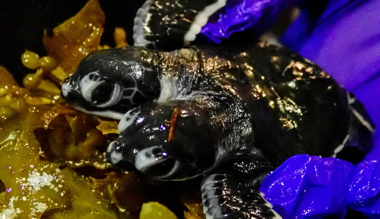 Bayi Penyu dengan dua kepala ditunjukkan petugas Scuba Junkie S.E.A.S di Mabul Turtle Hatchery, Malaysia (18/7/2019). Seekor bayi penyu berkepala dua ditemukan di sarang tetas di Malaysia, penyu tersebut selamat hanya dalam hitungan hari kata kelompok satwa liar. (AFP Photo/Scuba Junkie S.E.A.S)
