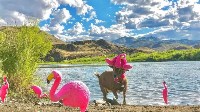 Frankie, kambing kesayangan Cate Battles dan Chad yang traveling keliling Amerika. (Dok: Instagram @argosyodyssey)
