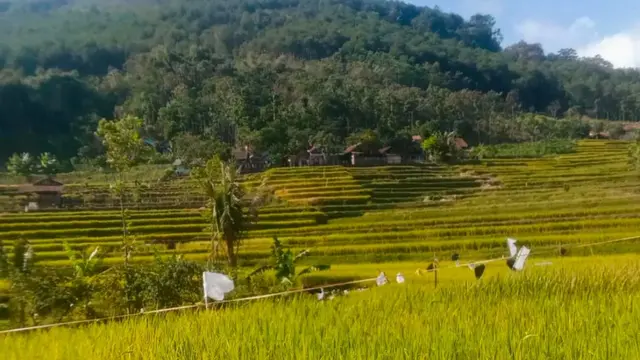 Pemandangan sekitar kaki Gunung Selasih