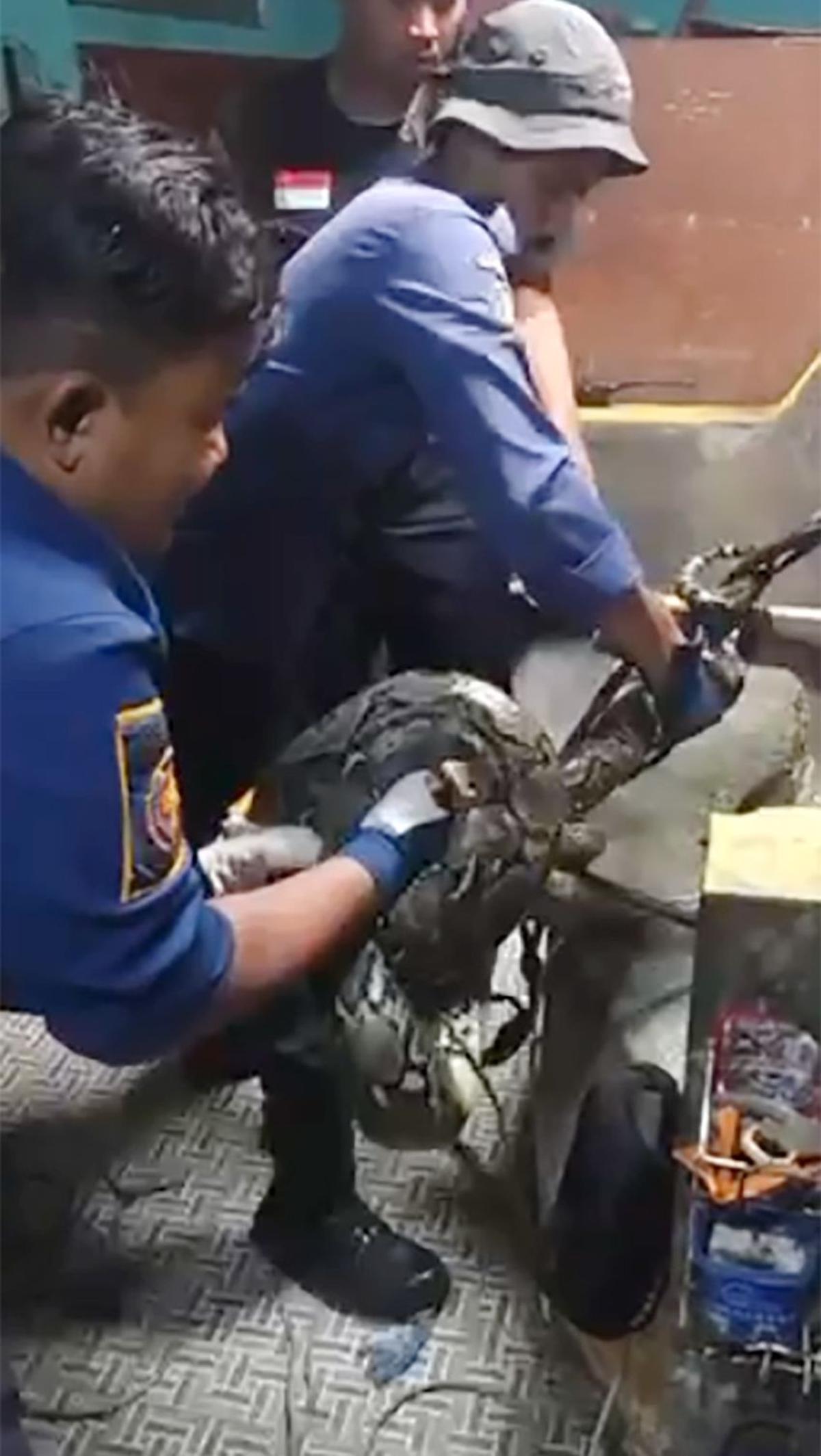 Atas temuan itu, Ningrat dibantu warga setempat langsung menghubungi pihak pemadam kebakaran Pos Balaraja, untuk menangkap ular binatang melata itu
