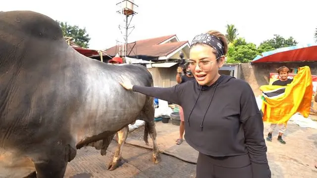 Potret Sapi Kurban Milik Nikita Mirzani, Memiliki Berat 1,1 Ton. (Sumber: youtube.com/Crazy Nikmir REAL)