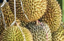Dampak Mengonsumsi Durian yang Berlebihan dan Cara Mengatasi Efek Mabuknya