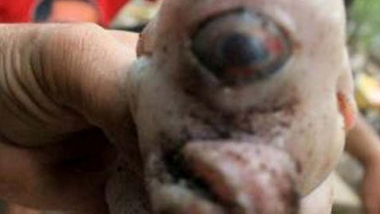 Cerita bayi babi mata satu buat heboh warga Jembrana, Bali