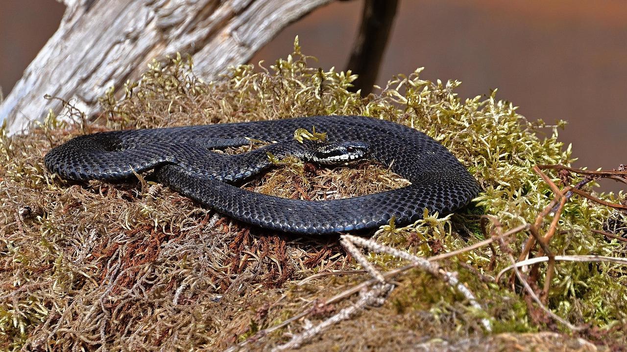 Grass Snake Reptile