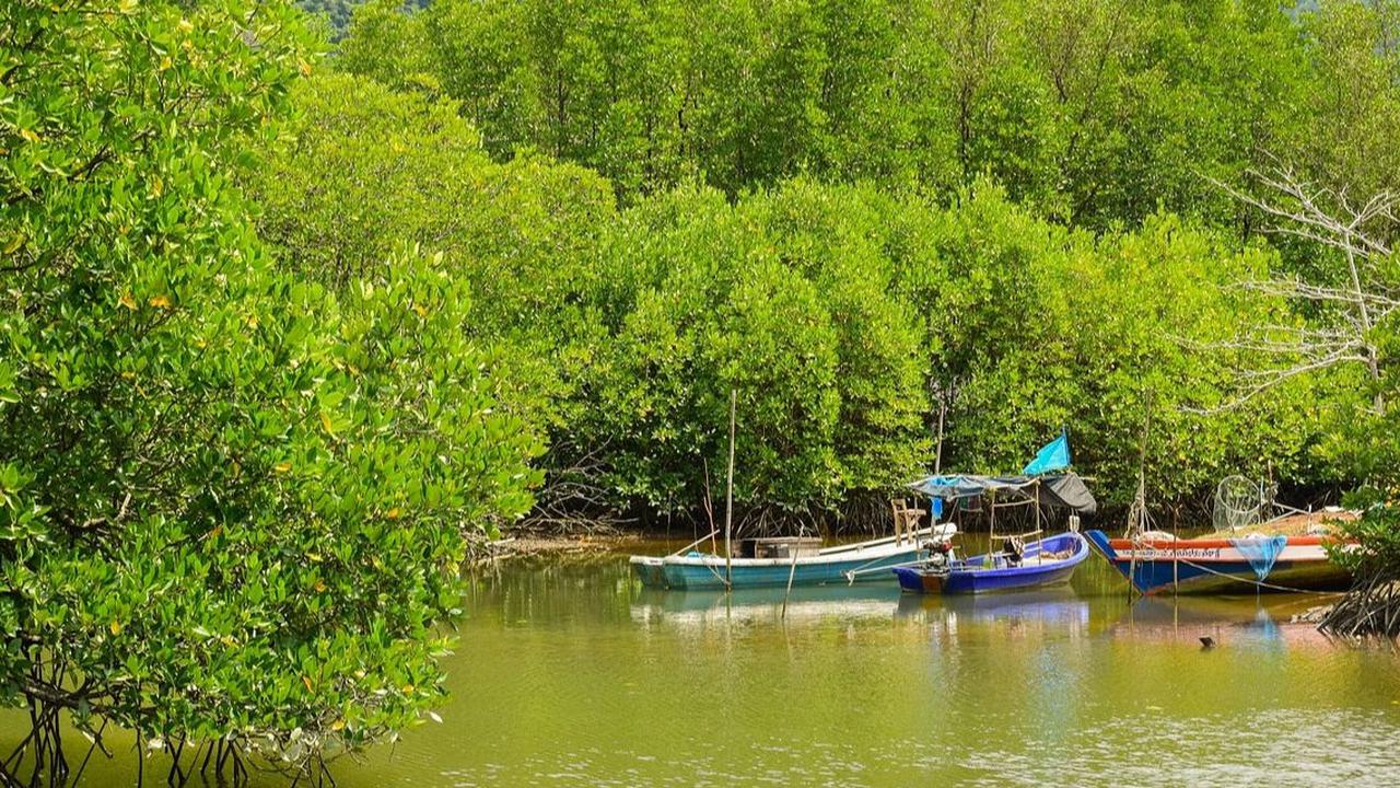 Wisata Mangrove Bedul