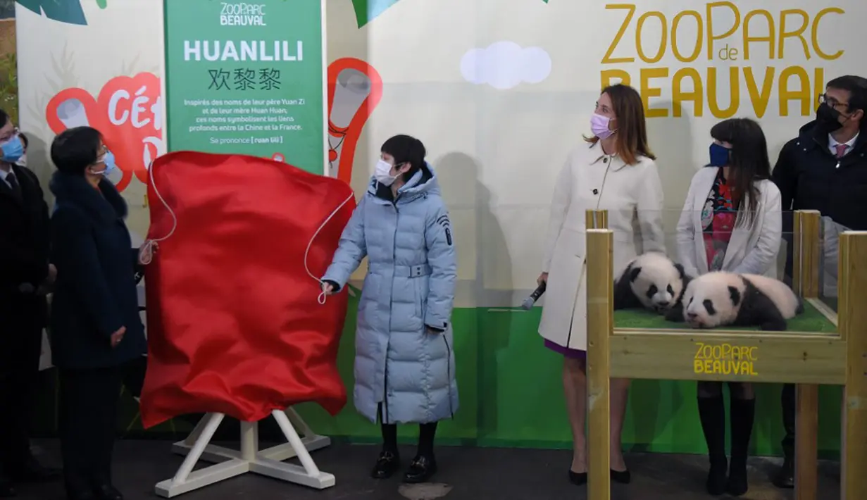 Juara loncat indah China Zhang Jiaqi (tengah) mengungkap nama salah satu dari dua panda di Kebun Binatang Beauval, Saint-Aignan-sur-Cher, Prancis, 18 November 2021. Zhang Jiaqi dan Kylian Mbappe menjadi wali baptis dua hewan langka yang baru berusia tiga bulan tersebut. (GUILLAUME SOUVANT/AFP)