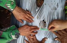 BKSDA Pastikan Jejak Satwa Liar di Lampung Timur Bukan Harimau Sumatera